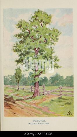 Bekannte Bäume und ihre Blätter, beschrieben und durch F. Schuyler Mathews dargestellt mit Illus. in Farben und mehr als hundert Zeichnungen des Autors und einer Einl. v. links Bailey (Platte) (6254948702). Stockfoto