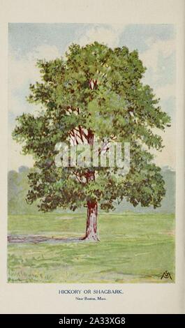 Bekannte Bäume und ihre Blätter, beschrieben und durch F. Schuyler Mathews dargestellt mit Illus. in Farben und mehr als hundert Zeichnungen des Autors und einer Einl. v. links Bailey (Platte) (6254425297). Stockfoto