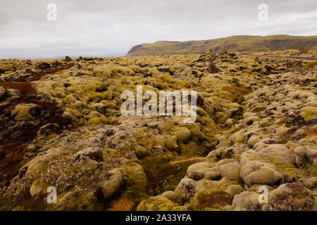Klumpig Moss über Lavafelder im südlichen Island Stockfoto