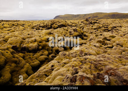 Klumpig Moss über Lava Feld im Süden Islands Stockfoto