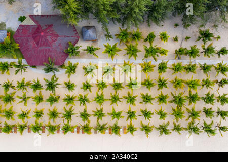 Luftaufnahme von Palm Tree zeilen Plantage am Strand Stockfoto