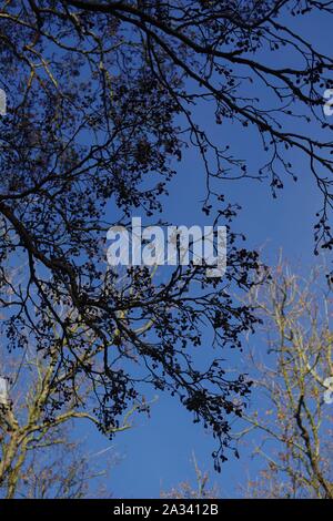 Silhouetted Erle (Alnus glutinosa) an einem Wintertag vor blauem Himmel. Exeter, Devon, Großbritannien. Stockfoto