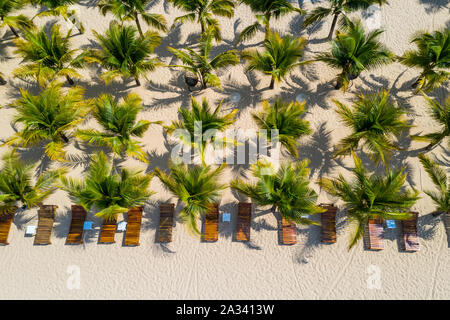Schöne Antenne Landschaft der gepflanzten Palmen am Strand sand Stockfoto