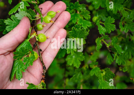 Ein Zweig der Stachelbeere (Ribes uva-Crispa) mit grünen unreifen Beeren liegt auf Palm des Gärtners. Close-up. Stockfoto