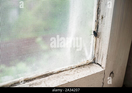 Die fliegen (Diptera) sitzt auf dem Rahmen eines alten Holz- Fenster mit abblätternder Farbe hinter dem Glas, deren Moskitonetz, im Grünen. Stockfoto