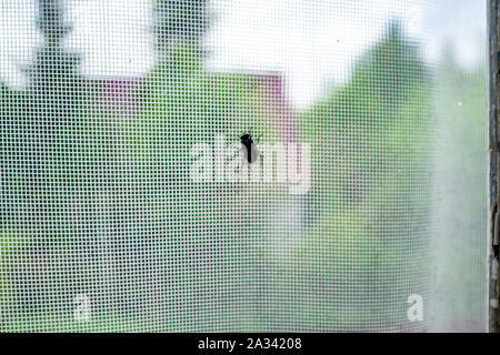 Die fliegen (Diptera) sitzt auf dem Fenster, hinter dem sich ein Moskitonetz, in die Landschaft. Stockfoto