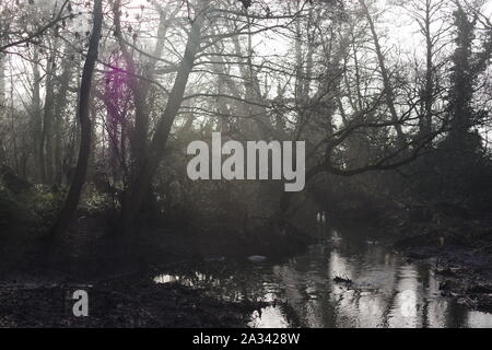 Fluss Exe, Gräfin Wehr Mühle Gewaehrleistung, Laufen durch den Wald auf einem nebligen Wintertag. Exeter, Devon, Großbritannien. Stockfoto