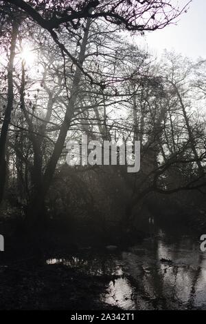 Fluss Exe, Gräfin Wehr Mühle Gewaehrleistung, Laufen durch den Wald auf einem nebligen Wintertag. Exeter, Devon, Großbritannien. Stockfoto