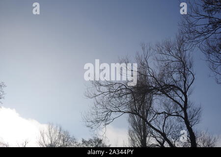 Woodland Clearing, Blattlosen Winter Baum Skelette Silhouette gegen einen blauen Himmel. Exeter, Devon, Großbritannien. Stockfoto