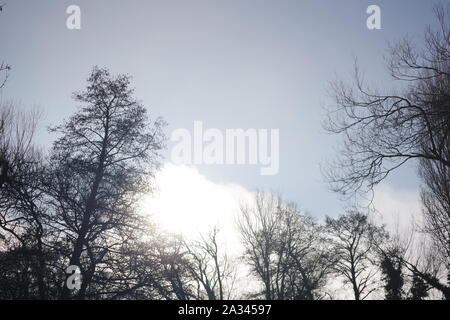 Woodland Clearing, Blattlosen Winter Baum Skelette Silhouette gegen einen blauen Himmel. Exeter, Devon, Großbritannien. Stockfoto