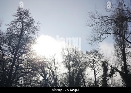 Woodland Clearing, Blattlosen Winter Baum Skelette Silhouette gegen einen blauen Himmel. Exeter, Devon, Großbritannien. Stockfoto