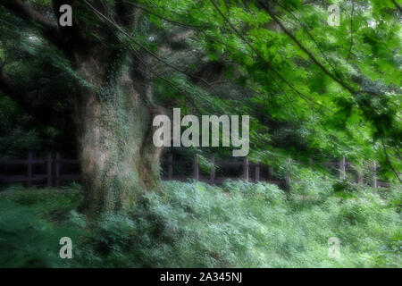 Bijarim Wald. Die größte einzelne Arten Wald in der Welt. Jeju, Korea. Stockfoto