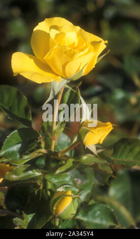 Gelbe Rose 'FRIESIA' (R. FLORIBUNDA) ANDERE NAMEN SIND KORRESIA, UNSPRITE' Stockfoto