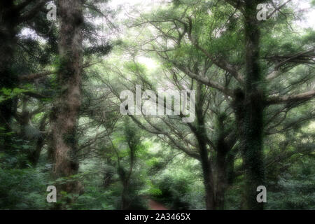 Bijarim Wald. Die größte einzelne Arten Wald in der Welt. Jeju, Korea. Stockfoto