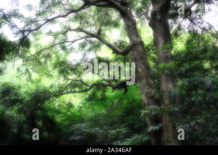 Bijarim Wald. Die größte einzelne Arten Wald in der Welt. Jeju, Korea. Stockfoto