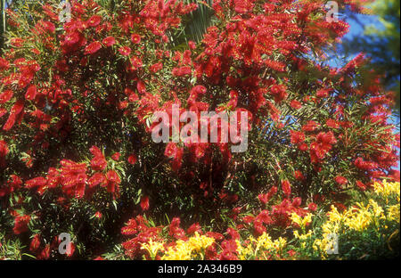 CALLISTEMON BOTTLEBRUSH (ROT) Stockfoto