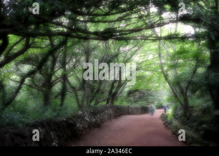 Bijarim Wald. Die größte einzelne Arten Wald in der Welt. Jeju, Korea. Stockfoto