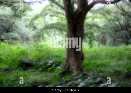 Bijarim Wald. Die größte einzelne Arten Wald in der Welt. Jeju, Korea. Stockfoto