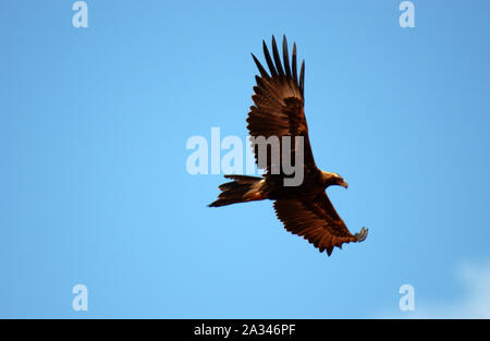 Ein wedge-tailed eagle hier gesehen Inflight (Aquila Audax) ist der größte Raubvogel in Australien. Stockfoto