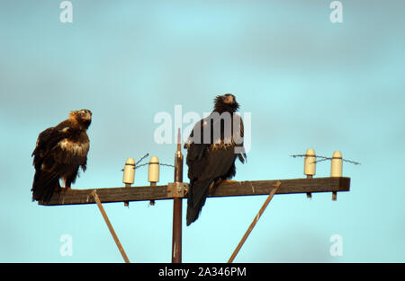 Zwei Keilschwanzadler sitzen auf einem Strommast. Der wedge-tailed eagle oder bunjil (Aquila Audax) ist der größte Raubvogel in Australien. Stockfoto