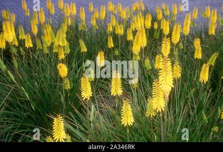 BLUMENBEET AUS GELBEN ROTEN HOT POKERS (KNIPHOFIA), DIE DÜRRETOLERANT SIND UND IN GROSSEN KLUMPEN WACHSEN. AUSTRALIEN. Stockfoto