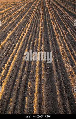 Ackerland, vor kurzem gepflügt und für das Land Aussaat vorbereitet, am Abend bei Sonnenuntergang. Stockfoto