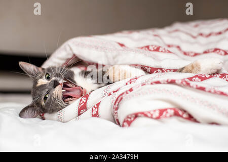 Süße Katze im Bett unter der Decke und gähnt. Close-up. Stockfoto