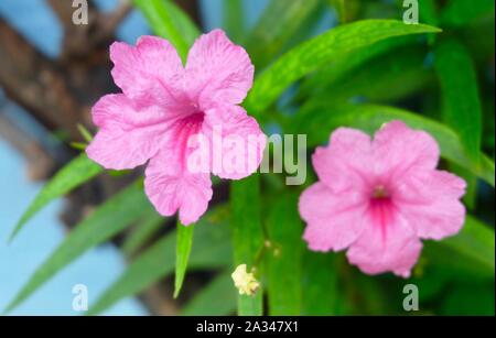 Blumen und Pflanzen, in der Nähe von Rosa Moostierchenart, Simplex, mexikanische Bluebell oder Britton's Wild Petunia Blumen blühen im Garten. Stockfoto