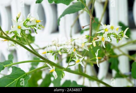 Gemüse- und Kräutergarten, Aubergine Aubergine Baum oder Pflanze mit weißen Blüten in einer Küche Garten. Stockfoto