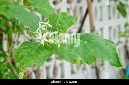 Gemüse- und Kräutergarten, Aubergine Aubergine Baum oder Pflanze mit weißen Blüten in einer Küche Garten. Stockfoto