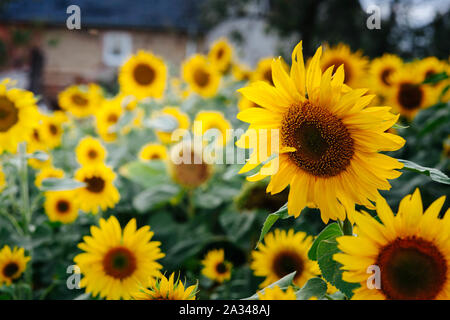 Bereich der schönen gelben Sonnenblumen Stockfoto
