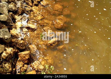 Viele braune Steine sind mit Wasser am Ufer gewaschen. Sommer Natur. Stockfoto