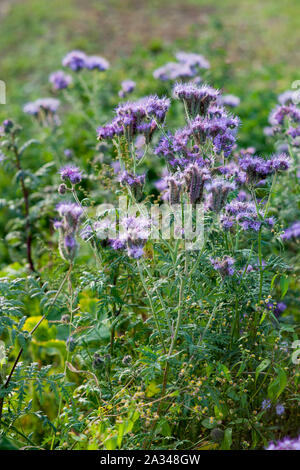 Phacelia violetten Blüten Honig Blumen Stockfoto