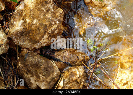 Viele braune Steine sind mit Wasser am Ufer gewaschen. Sommer Natur. Stockfoto