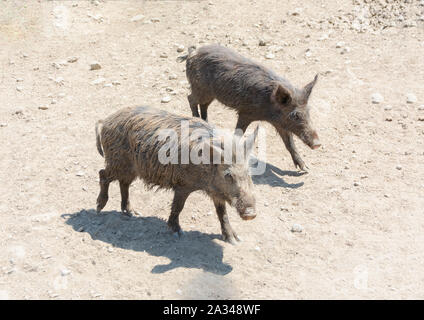 Paar Wildschweine Sus scrofa, Schwarzwild, Eurasische Wildschwein Stockfoto