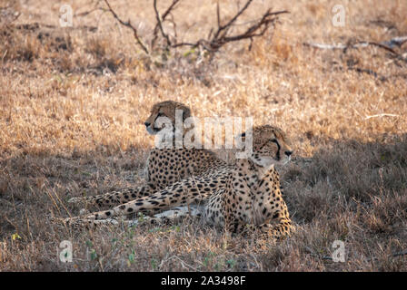 Ein paar Geparden (Acinonyx jubatus) Entspannen im Schatten eines Baumes in der Mala Mala Game Reserve, Mpumalanga, Südafrika Stockfoto