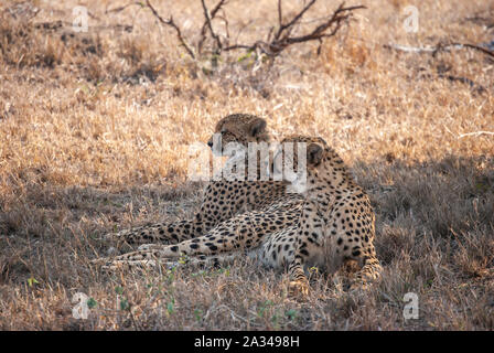 Ein paar Geparden (Acinonyx jubatus) Entspannen im Schatten eines Baumes in der Mala Mala Game Reserve, Mpumalanga, Südafrika Stockfoto