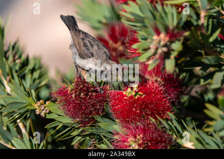 Female white-bellied Sunbird Fütterung, trinken Nektar, auch "White-breasted, Cinnyris talatala Stockfoto