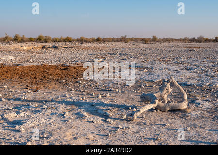 Rocky afrikanische Landschaft mit gebleicht, Weiß, getrocknetes Holz im Etosha National Park, Namibia, Afrika Stockfoto