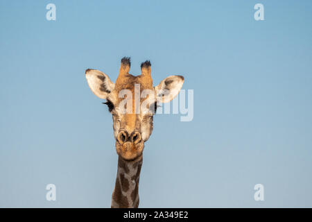 Giraffe Kopf Nahaufnahme gegen den blauen Himmel im Etosha National Park, Namibia, Afrika Stockfoto