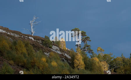 Scots Pine (Pinus sylvestris var. Scotica) und Birke (Betula pendula), Glen Affric, Cannich, Highlands Schottland Stockfoto