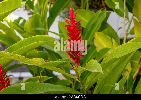 Blühende Alpinia Purpurata (Ingwer). Bali, Indonesien. Stockfoto