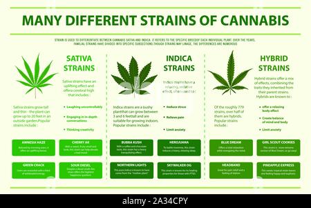 Viele verschiedene Sorten von Cannabis horizontale Infografik Abbildung über Cannabis als Medizin, Gesundheitswesen und medizinische Wissenschaft Vektor. Stock Vektor