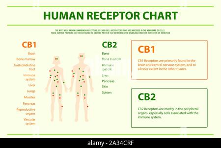 Menschliche Rezeptor Chart horizontale Infografik Abbildung über Cannabis als pflanzliche Alternative Medizin, Gesundheitswesen und medizinische Wissenschaft Vektor. Stock Vektor