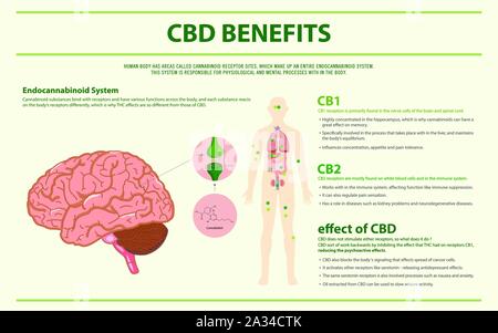 CBD Vorteile menschlichen horizontale Infografik Abbildung über Cannabis als pflanzliche Alternative Medizin, Gesundheitswesen und medizinische Wissenschaft Vektor. Stock Vektor