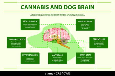 Cannabis und Hund Gehirn horizontale Infografik Abbildung über Cannabis als pflanzliche Alternative Medizin, Gesundheitswesen und medizinische Wissenschaft Vektor. Stock Vektor