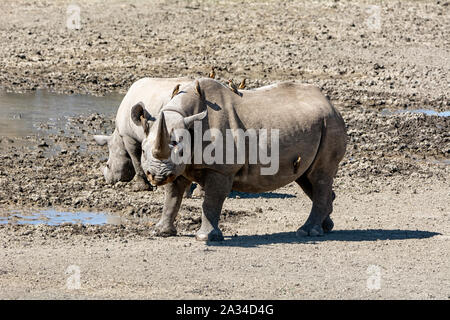 Eine Schwarze Nashorn Mutter und Kalb im südlichen afrikanischen Savanne Stockfoto