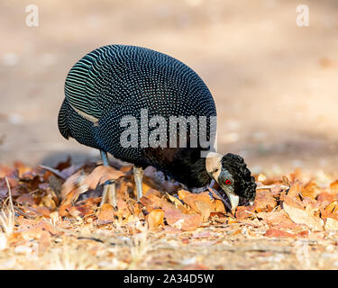 Ein Crested Guineafowl im südlichen afrikanischen Savanne Stockfoto