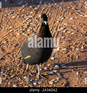Ein Crested Guineafowl im südlichen afrikanischen Savanne Stockfoto