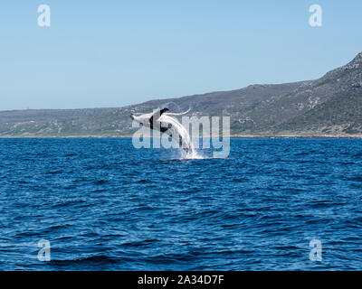 Ein Buckelwal Verletzung vor Cape Point in False Bay, Südafrika Stockfoto